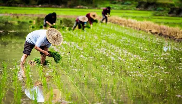 谷雨是什么季节 谷雨在哪一个季节