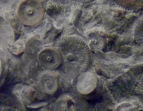 生物界第六次生物大灭绝会在什么时候发生，什么生物会灭绝？