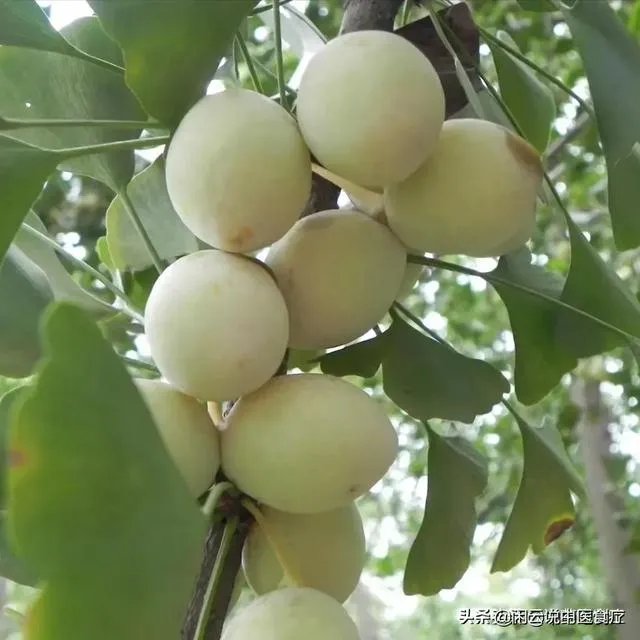 今天有人拿着一本食疗书推广(那人说是分享)食疗,靠谱吗?