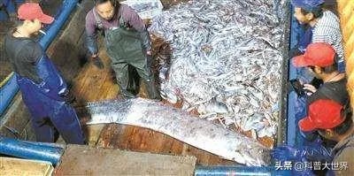 皇带鱼是不是海里面最长的鱼?