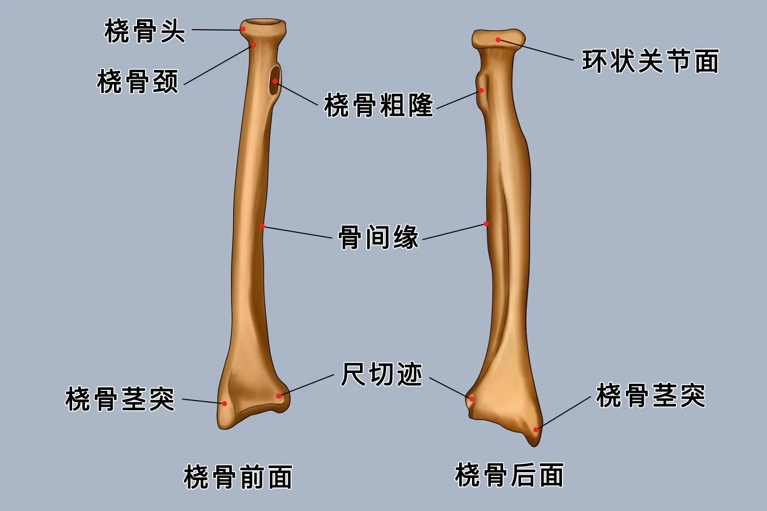 尺桡骨解剖图