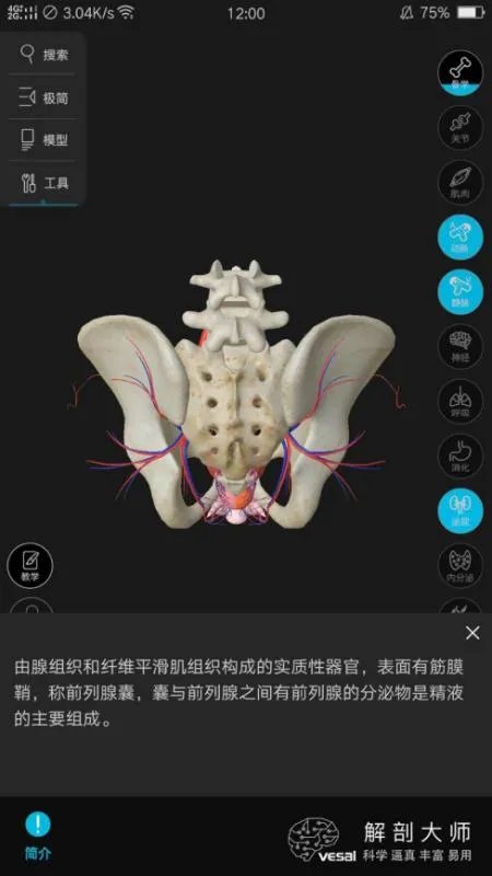 人体解剖图和骨架图