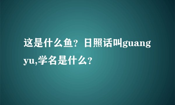 这是什么鱼？日照话叫guangyu,学名是什么？