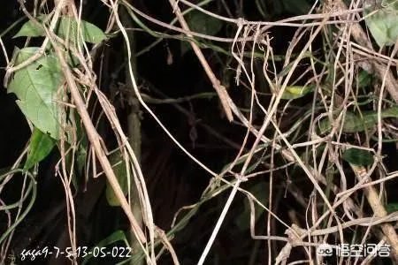 哪些动物能够“完美伪装”？你能识破吗？