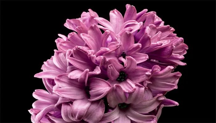 风信子花语 风信子的花语是什么