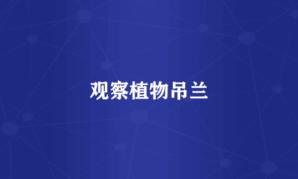 观察植物吊兰