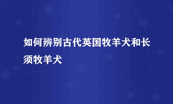 如何辨别古代英国牧羊犬和长须牧羊犬