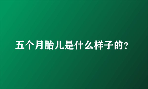 五个月胎儿是什么样子的？