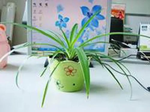 办公桌上放什么植物好