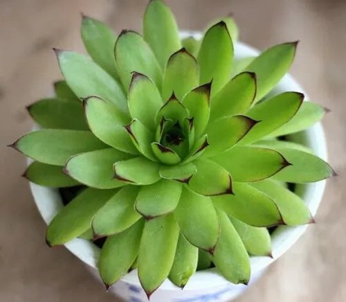 观音莲花养殖方法 观音莲花有毒吗