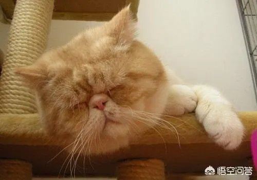 异短需要补充营养吗?