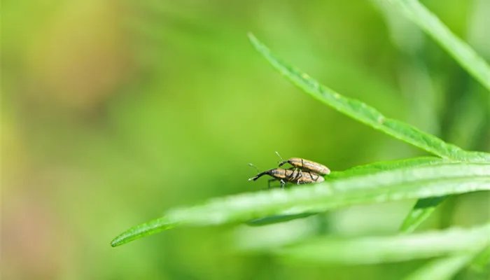 蜱虫会飞吗 蜱虫是什么虫