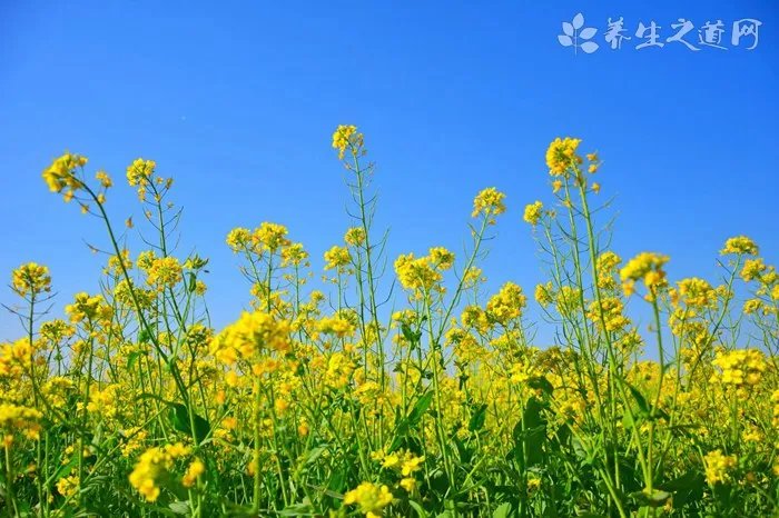 石蜜的功效与作用