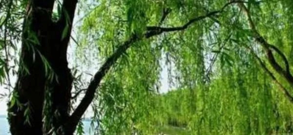 柳叶合心是什么意思