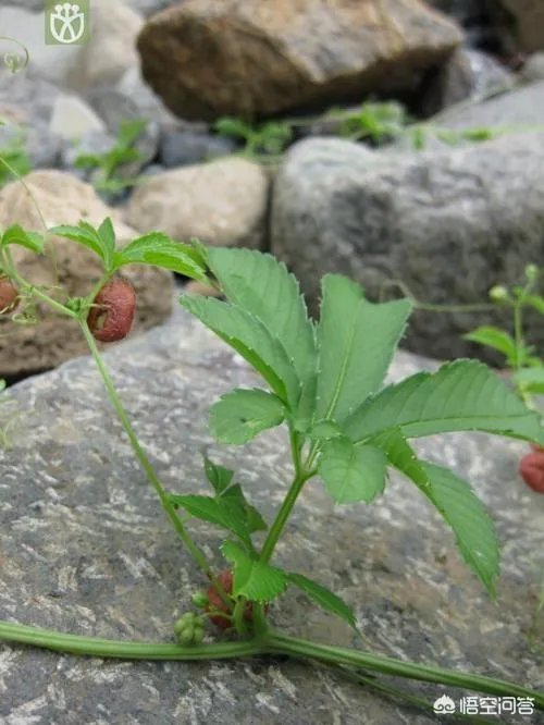 农村名叫“罗锅底”的植物有什么功效和作用?