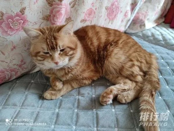 小米10pro报价及参数_小米10pro配置价格表