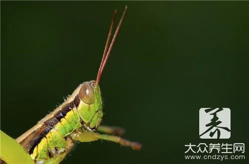蜱虫咬人后怎么办
