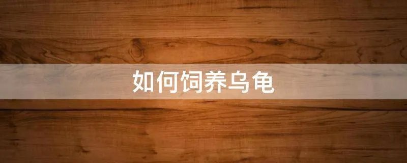 如何饲养乌龟
