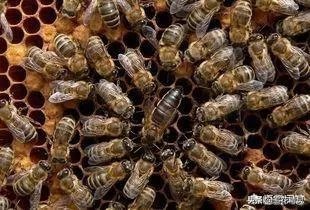 据说蜜蜂代代都是近亲，那他们是怎样繁殖的，对其有什么影响？