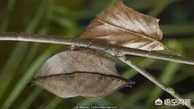 哪些动物能够“完美伪装”？你能识破吗？