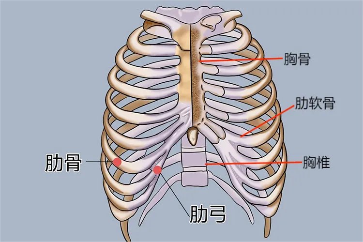 胸廓的图片