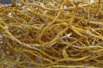 小黄草的功效与作用