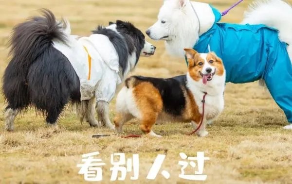 单身狗要怎样开心地过七夕?