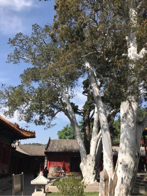 北京法海寺壁画是什么情况?