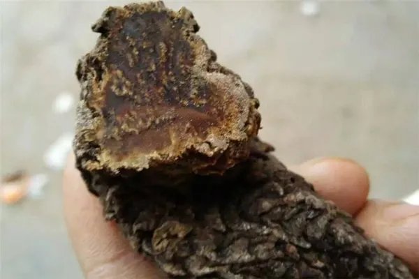 肉苁蓉软硬有什么区别 含糖量和价格都不同