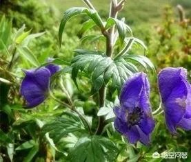 乌头草有哪些疗效和功能？