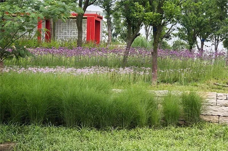 庭院造景植物设计指南