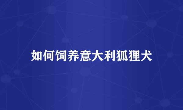 如何饲养意大利狐狸犬