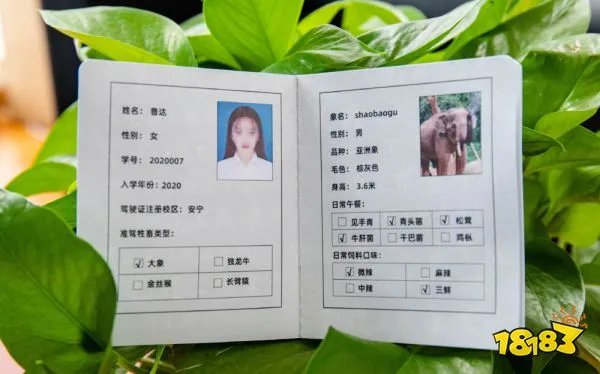 “大象驾驶证”网络走红!到底是啥东东?