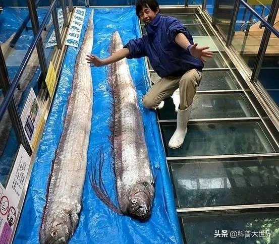 皇带鱼是不是海里面最长的鱼?