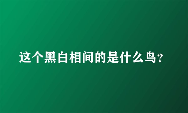 这个黑白相间的是什么鸟？