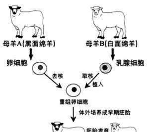 北京女子花25万克隆自己已经去世的宠物狗,我国的克隆技术处于什么水平?