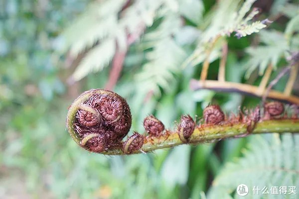 新西兰签证自助办理流程(附行程攻略)