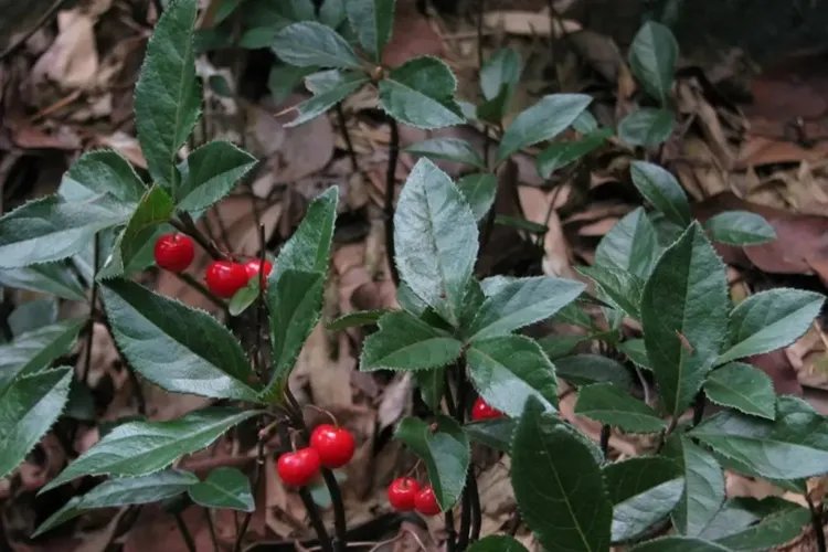 叶下红草药图片