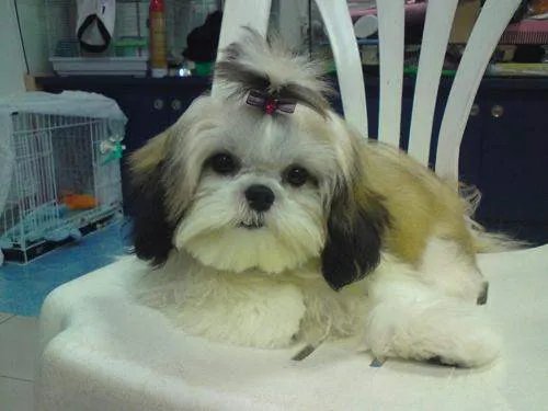 中国十大名犬都是什么?
