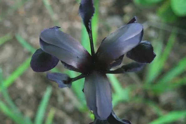世界上10种奇异的黑色花 黑牡丹上榜，第四也被称作“情花”