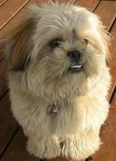 中国十大名犬都是什么?