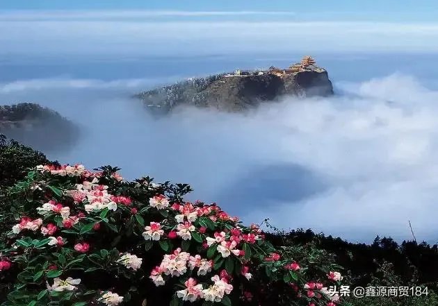 灿若夏花不负年华