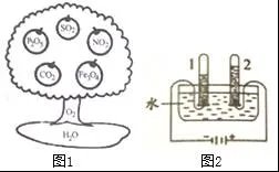 化学是研究物质的学科,下面是初中化学中常见的物质。(1)图1为氧家族的“生长树”,下列有关说法正确的是     (填字母)A.图中物质都含有氧元素B.图中物质都是氧化物C.图中物质都含有氧分子D.图中物质都是混合物(2)树上有两种“果子”导致酸雨的形成,它们是     (填名称)(3)树上有一种“果子”常温下为白色固体,写出由单质反应生成该“果子”的化学方程式     。(4)电解水如图所示,试管2中生成的气体是     ,反应的化学方程式为     。