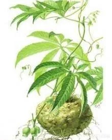 农村名叫“罗锅底”的植物有什么功效和作用？