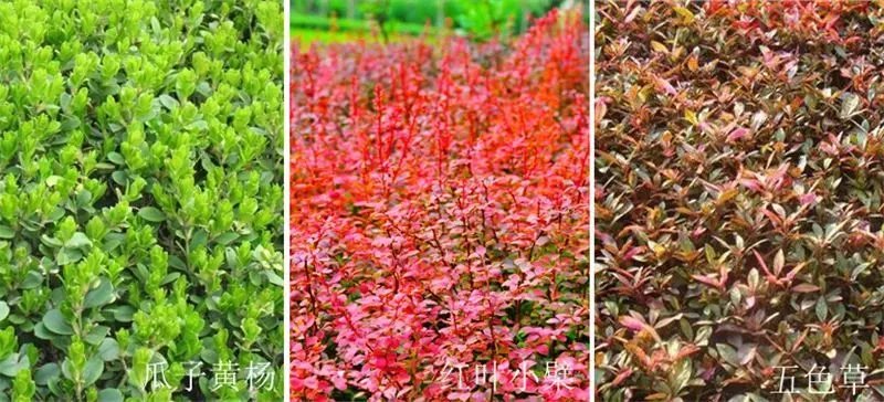 庭院造景植物设计指南