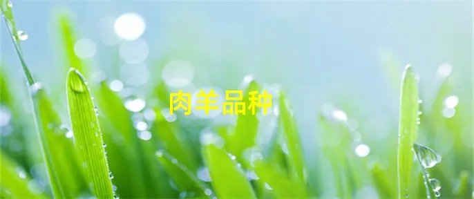 肉羊品种