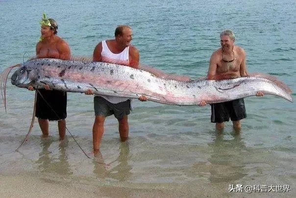 皇带鱼是不是海里面最长的鱼?