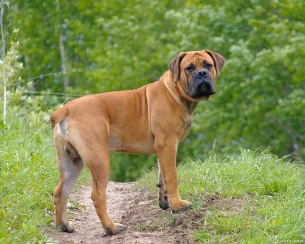 法老猎犬是世界上最为古老的猎犬，法老猎犬起源于什么时候？