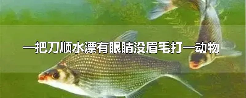 一把刀顺水漂有眼睛没眉毛打一动物
