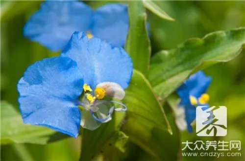 大叶油草
